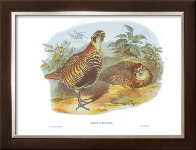 Perdix Hodgsoniae by John Gould Pricing Limited Edition Print image