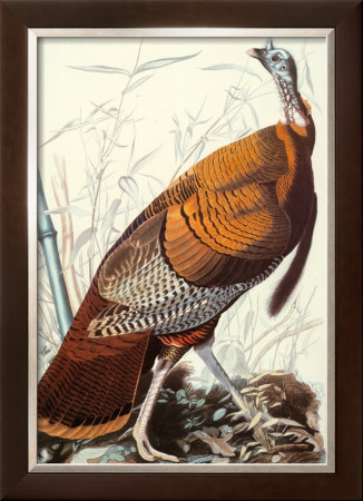 Wild Turkey by John James Audubon Pricing Limited Edition Print image
