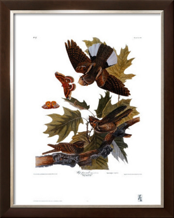 Whip-Poor-Will by John James Audubon Pricing Limited Edition Print image