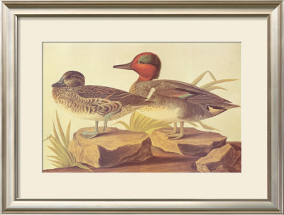 American Green Winged Teal by John James Audubon Pricing Limited Edition Print image