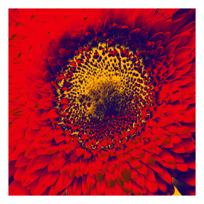 Red Vibrance by Miguel Paredes Pricing Limited Edition Print image