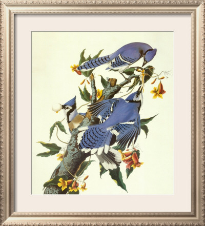 Blue Jay by John James Audubon Pricing Limited Edition Print image