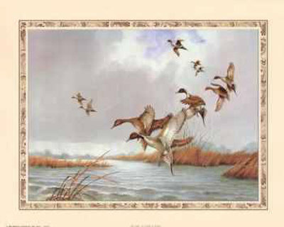 Pintails In Flight by Charles Murphy Pricing Limited Edition Print image