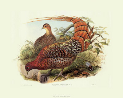 Pheasant Scintillans by John Gould Pricing Limited Edition Print image