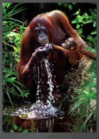Orangutangs At Sekonya River, Tanjung by Steve Bloom Pricing Limited Edition Print image