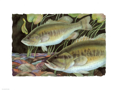 Largemouth Bass by Paul Brent Pricing Limited Edition Print image