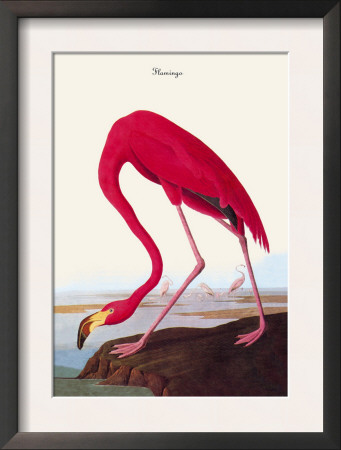 Flamingo by John James Audubon Pricing Limited Edition Print image