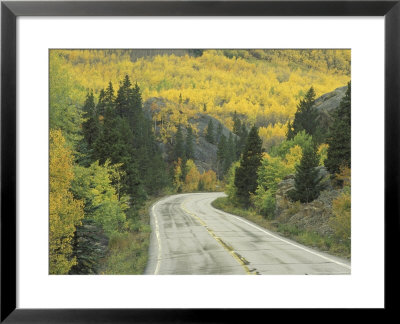 Highway 82 Through Autumn Aspen Trees, San Isabel National Forest, Colorado, Usa by Adam Jones Pricing Limited Edition Print image