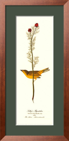 Selby's Flycatcher by John James Audubon Pricing Limited Edition Print image