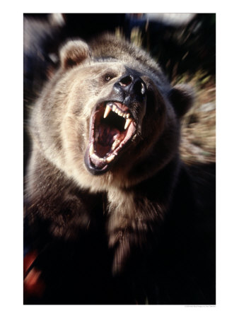 Grizzly Bear Growling by Guy Crittenden Pricing Limited Edition Print image