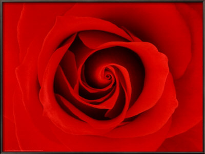 La Rose by Tony Stromberg Pricing Limited Edition Print image