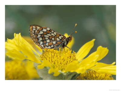 Anicia Checkerspot, Mt. Evans, Colorado, Usa by Adam Jones Pricing Limited Edition Print image