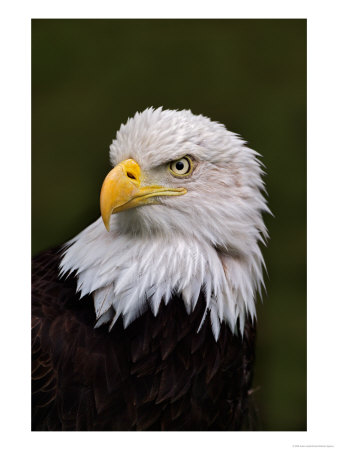 Adult Bald Eagle by Adam Jones Pricing Limited Edition Print image