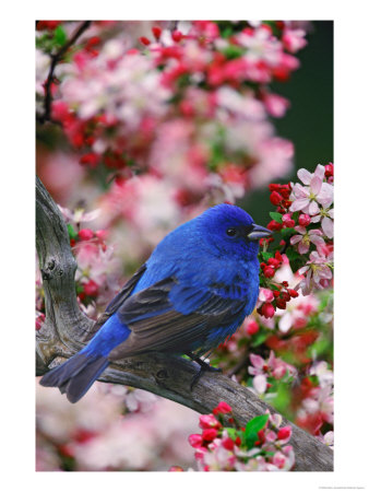Male Indigo Bunting Among Crabapple Blossoms by Adam Jones Pricing Limited Edition Print image