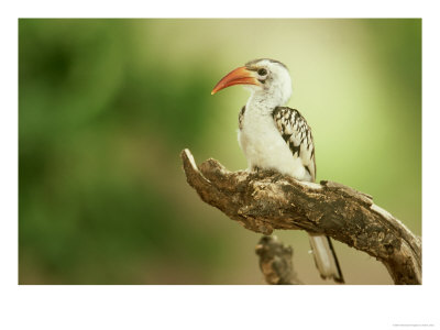Red-Billed Hornbill, Samburu Nr, Kenya by Adam Jones Pricing Limited Edition Print image