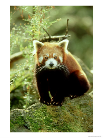 Red Panda, Ailurus Fulgens by Adam Jones Pricing Limited Edition Print image