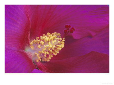 Confederate Rosehibuscus Mutabilis Rubrus by Adam Jones Pricing Limited Edition Print image