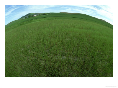 Palouse Farm Region Near Colfax, Washington by Adam Jones Pricing Limited Edition Print image