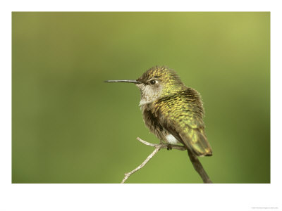 Broad-Tailed Hummingbird, Selasphorus Platycercus Female by Adam Jones Pricing Limited Edition Print image