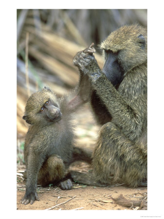 Olive Baboon, Papio Anubis Grooming Juvenile Samburu Nr, Kenya by Adam Jones Pricing Limited Edition Print image