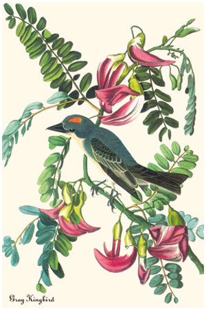 Gray Kingbird by John James Audubon Pricing Limited Edition Print image