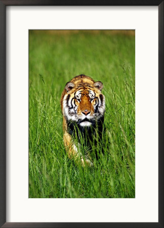 Bengal Tiger, Panthera Tigris Tigris by Adam Jones Pricing Limited Edition Print image