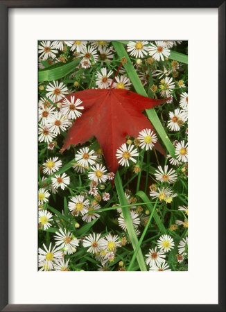 Red Maple Leaf Among Asters, Ky by Adam Jones Pricing Limited Edition Print image