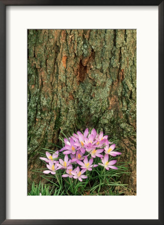 Crocus, Flowers by Adam Jones Pricing Limited Edition Print image