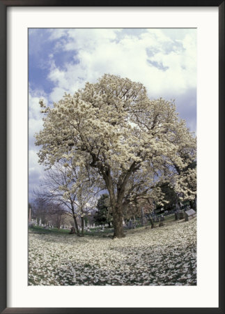 Yulan Magnolia Tree And Blossoms, Louisville, Kentucky, Usa by Adam Jones Pricing Limited Edition Print image