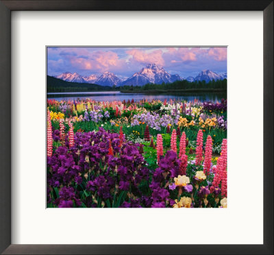 Iris And Lupine Garden And Teton Range At Oxbow Bend, Wyoming, Usa by Adam Jones Pricing Limited Edition Print image