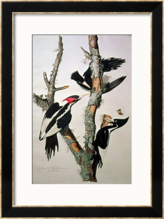 Ivory-Billed Woodpecker, From Birds Of America, 1829 by John James Audubon Pricing Limited Edition Print image