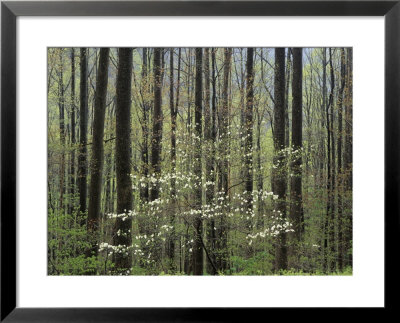 Flowering Dogwood Tree, Great Smoky Mountains National Park, Tennessee, Usa by Adam Jones Pricing Limited Edition Print image