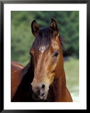 Horse Portrait, Oregon, Usa by Adam Jones Pricing Limited Edition Print image