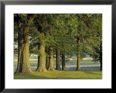 Row Of Trees And Fences At Sunrise, Kentucky Horse Park, Lexington, Kentucky, Usa by Adam Jones Pricing Limited Edition Print image