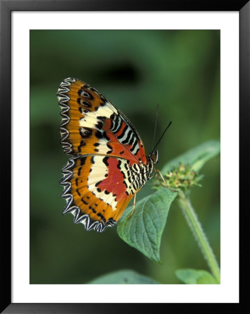 Malay Lacewing Butterfly by Adam Jones Pricing Limited Edition Print image