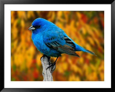 Male Indigo Bunting by Adam Jones Pricing Limited Edition Print image