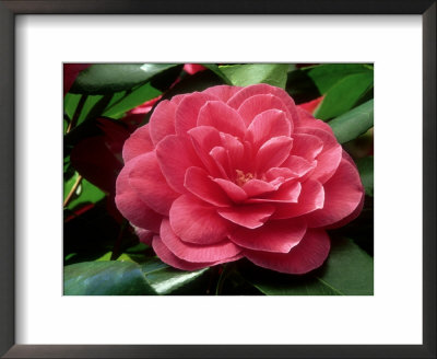 Camellia Japonica by John Glover Pricing Limited Edition Print image