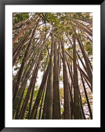 Skyward View In Bamboo Forest, Selby Gardens, Sarasota, Florida, Usa by Adam Jones Pricing Limited Edition Print image