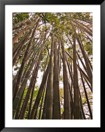 Skyward View In Bamboo Forest, Selby Gardens, Sarasota, Florida, Usa by Adam Jones Pricing Limited Edition Print image