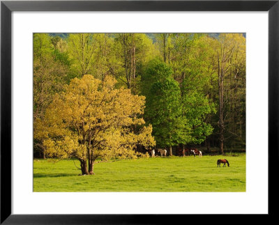Horses Grazing In Meadow At Cades Cove, Great Smoky Mountains National Park, Tennessee, Usa by Adam Jones Pricing Limited Edition Print image