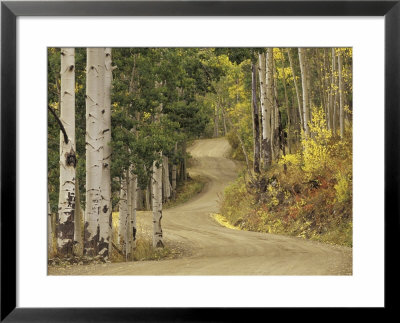 Rural Forest Road Through Aspen Trees, Gunnison National Forest, Colorado, Usa by Adam Jones Pricing Limited Edition Print image