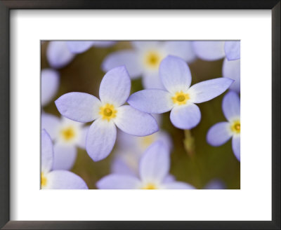Prostrate Bluets, Great Smoky Mountains National Park, Tennessee, Usa by Adam Jones Pricing Limited Edition Print image