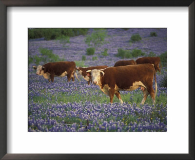Hereford Cattle In Meadow Of Bluebonnets, Texas Hill Country, Texas, Usa by Adam Jones Pricing Limited Edition Print image