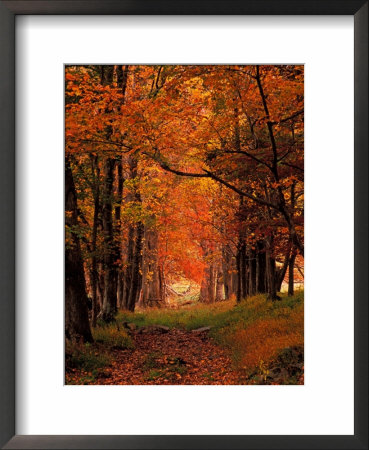 Old Wagon Road From Cades Cove, Tennessee, Usa by Adam Jones Pricing Limited Edition Print image