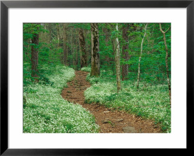Footpath Through Fringed Phacelia Flowers, Great Smoky Mountains National Park, Tennessee, Usa by Adam Jones Pricing Limited Edition Print image