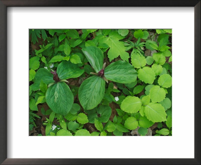 Toadshade Or Red Trillium by Adam Jones Pricing Limited Edition Print image
