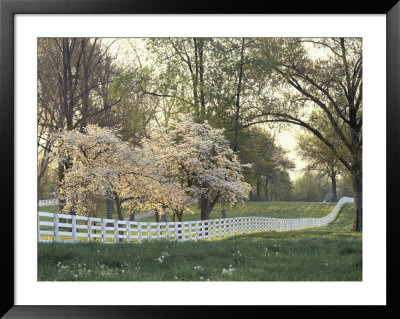 Dogwood Trees At Sunset Along Fence On Horse Farm, Lexington, Kentucky, Usa by Adam Jones Pricing Limited Edition Print image