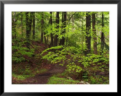 Forest Walkway, Great Smoky Mountains National Park, Tennessee, Usa by Adam Jones Pricing Limited Edition Print image