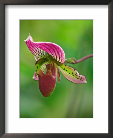 Ladyslipper Orchid by Adam Jones Pricing Limited Edition Print image
