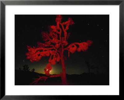 Joshua Tree National Monument, Ca by Robin Hill Pricing Limited Edition Print image